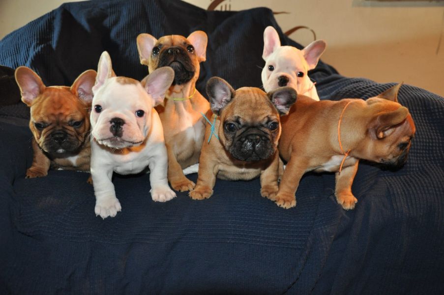  Maschio e femmina adorabile bulldog francese  cuccioli disponibili per l'adozione