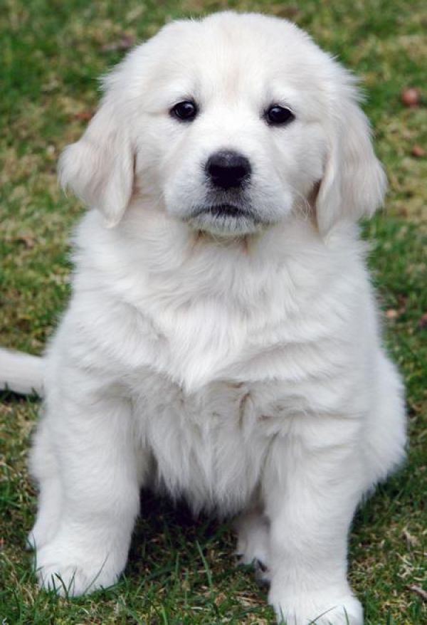 Regalo Cuccioli di Golden retriver Disponibili