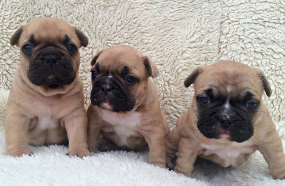 REGALO Cuccioli di Bulldog Francese