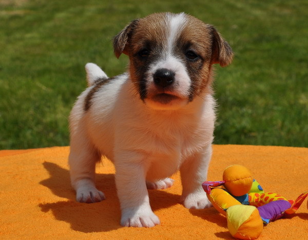 Energico adorabili cuccioli di Jack Russell Terrier