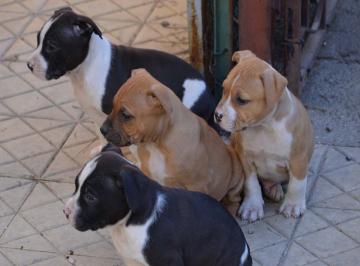 Pitbull