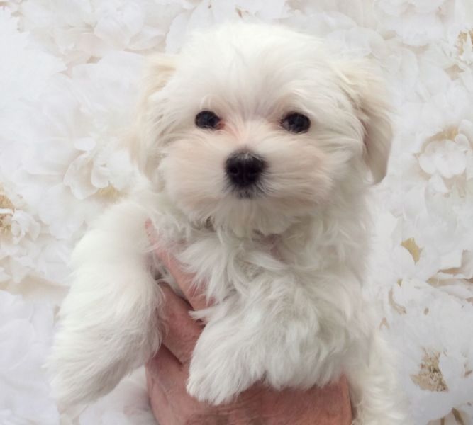 Molto bella e sani cuccioli di micro maltese per adozione maschi e femmine disponibili (gratis)