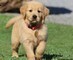 Bellissimi cuccioli di golden retriver disponibili   Bellissimi cuccioli di golden retriver disponib