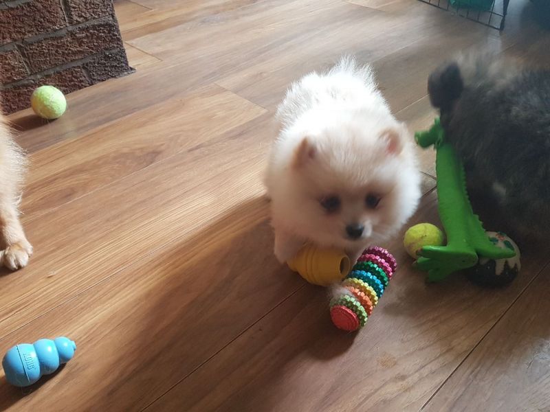 Regalo Volpini cuccioli di pomerania