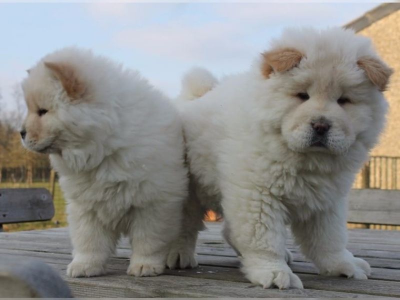 Sani e bellissimi cuccioli di Chow Chow.