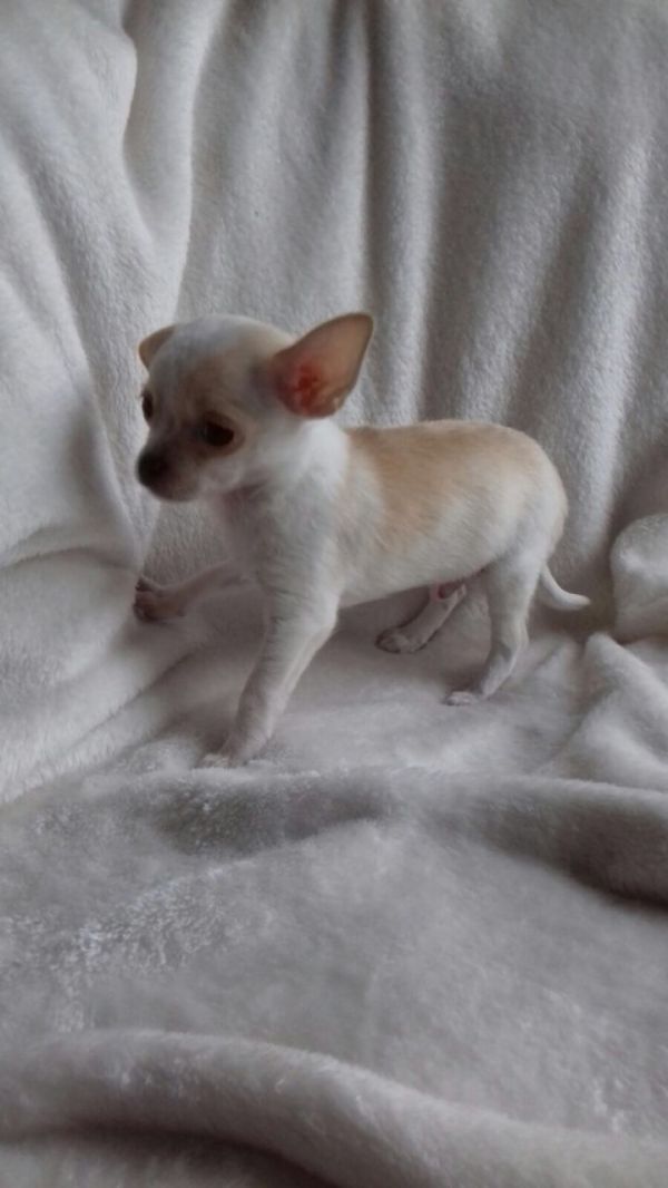 Regalo cuccioli di chihuahua Mini toy