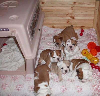Cuccioli di bulldog inglese
