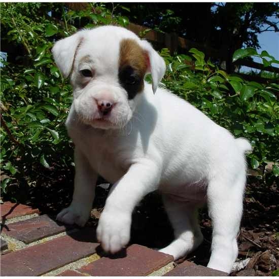REGALO  disponibili boxer cuccioli