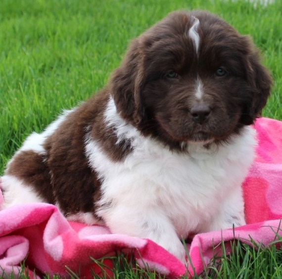 Regalo cuccioli di TERRANOVA