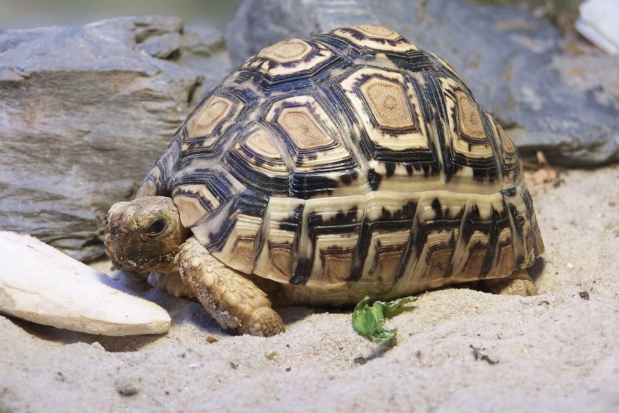  sano tartaruga radiata Geochelone   (T. hermanni boettgeri)  (T. graeca ibera E (T. marginata margi
