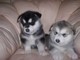 Cuccioli di Alaskan malamute
