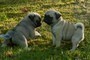 Disponibile cuccioli di razza Carlino adesso