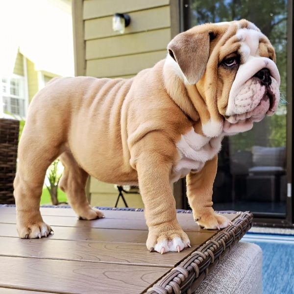 REGALO Bulldog inglese