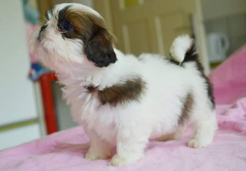  regalo cuccioli di Shih Tzu disponibili per l'adozione