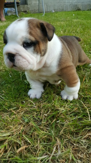 Regalo Bulldog inglese cuccioli disponibili