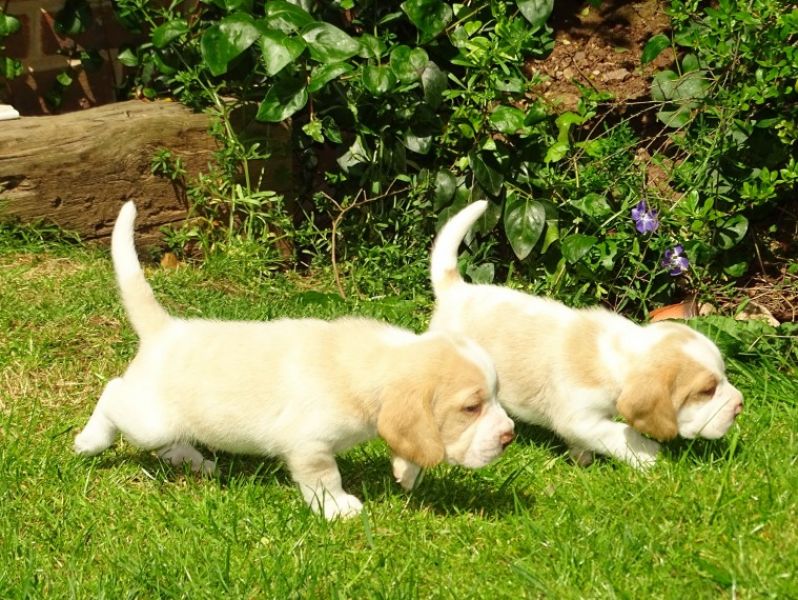 Regalo Beagle MERAVIGLIOSI