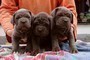 Cuccioli di mastino napoletano