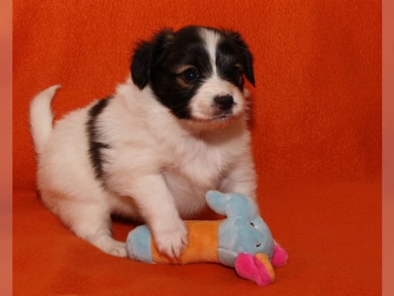 Cuccioli di papillon  per adozione ( regalo  )