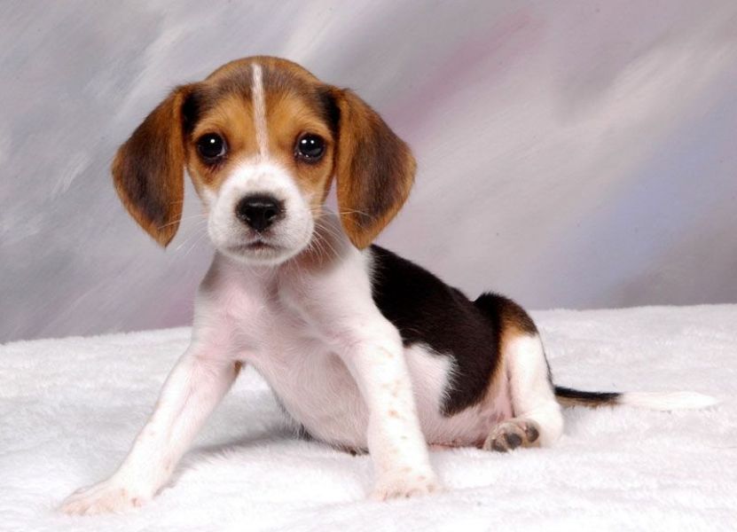 REGALO Cuccioli dolce e bella Beagle