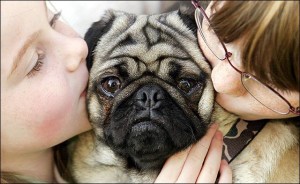 Adorabili cuccioli di dolce carlino femminucce e maschietti disponibili per l'adozione gratuita i cu