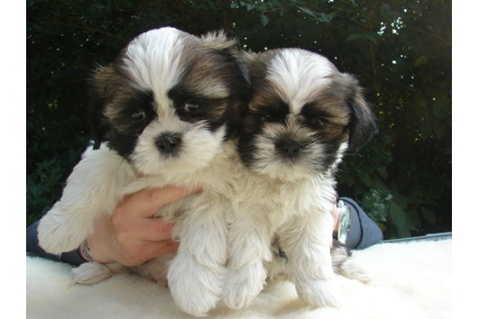 REGALO cuccioli di shihtzu 
