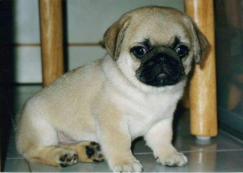  REGALO BELLISSIME CUCCIOLI DI CARLINO Carlino - Cuccioli disponibili neri e beige,vengono consegnat