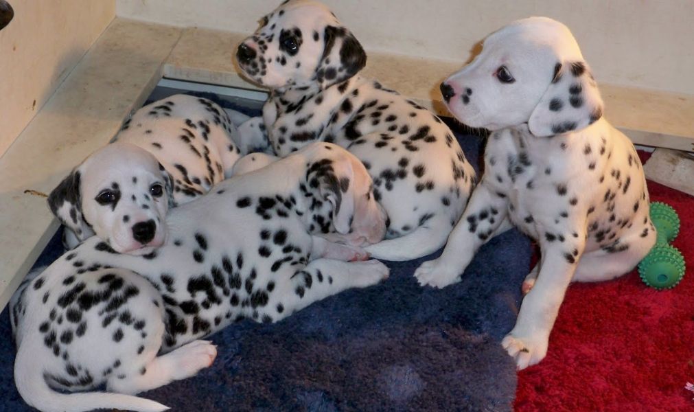 REGALO dalmata cuccioli