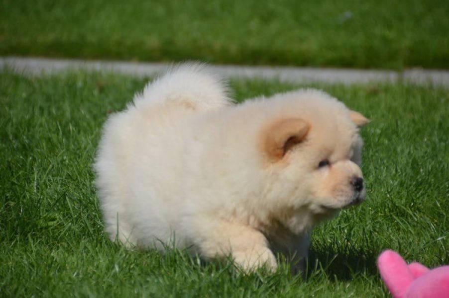   cuccioli di CHOW  CHOW  per adozione ( regalo )
