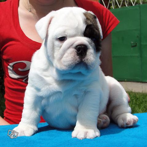  cuccioli di bulldog inglise  per adozione ( regalo  )