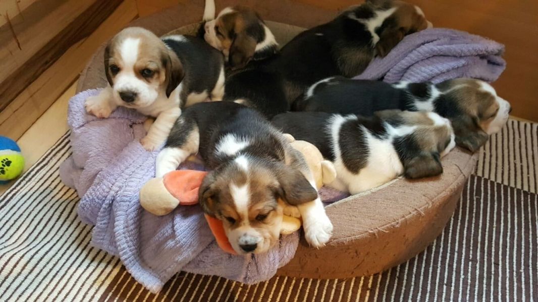  regalo cuccioli di beagle disponibili per l'adozione