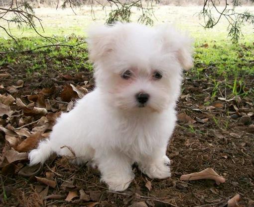 REGALO CUCCIOLI DI MALTESE MINI TOY  CUCCIOLI DI MALTESE MINI TOY cuccioli di maltese, maschi e femm