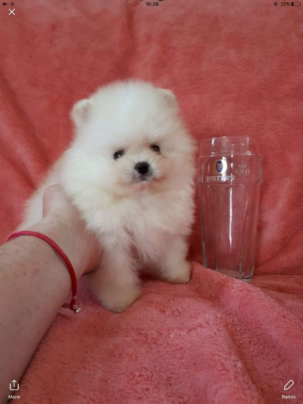 Regalo Volpini cuccioli di pomerania