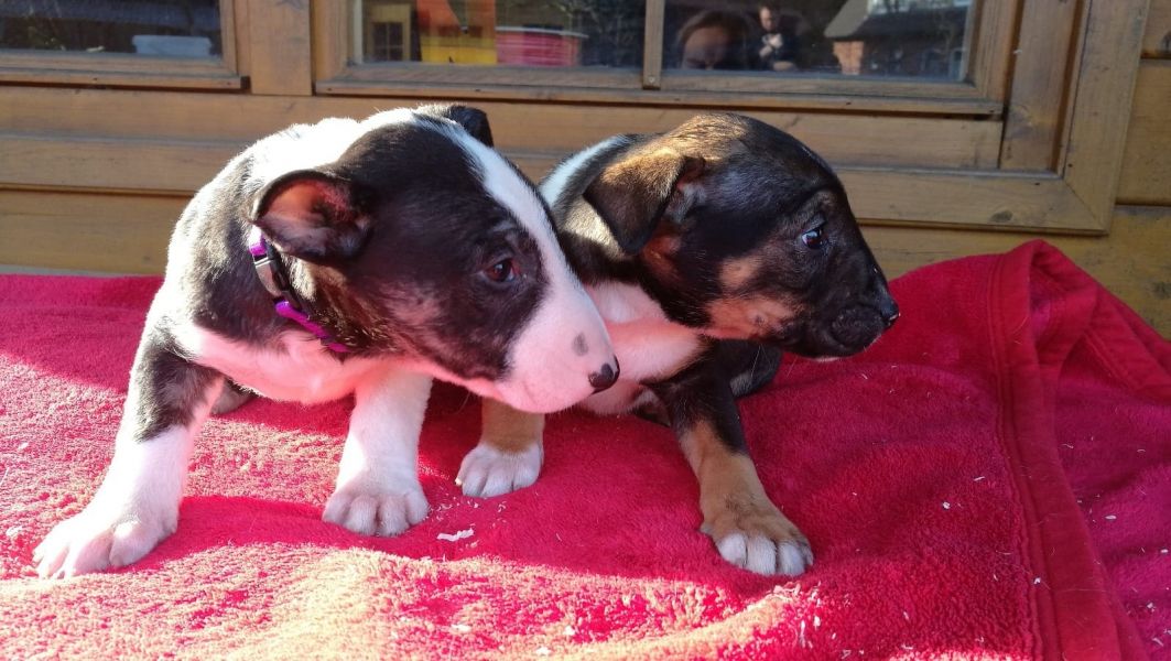  cuccioli di bull terrier  ( per regalo )