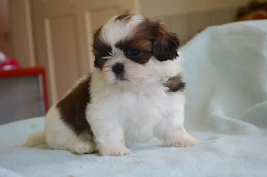  regalo cuccioli di Shih Tzu disponibili per l'adozione