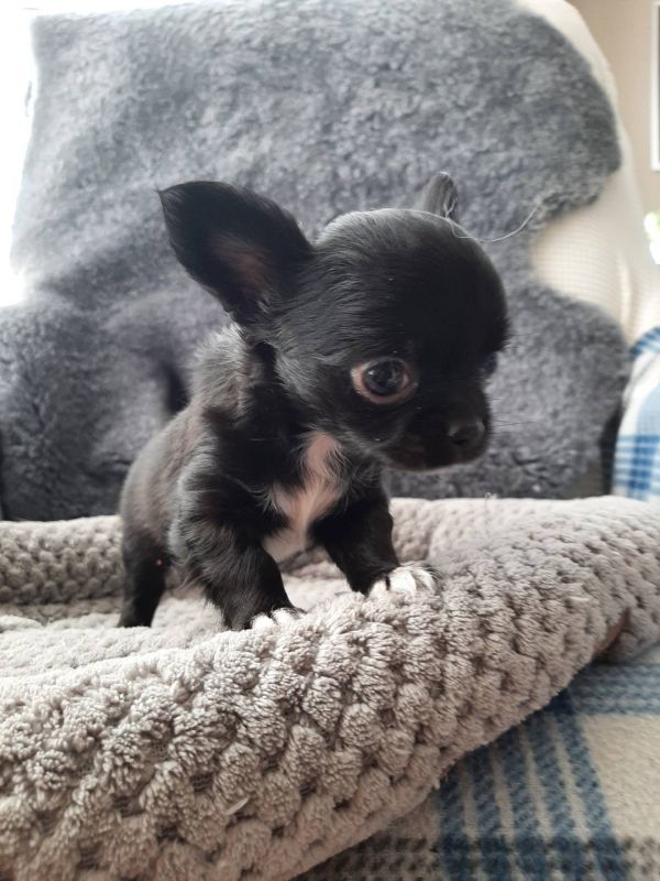 Chihuahua cuccioli introvabili cuccioli di Chihuahua  (marieiris783@gmail.com) Chihuahua cuccioli in