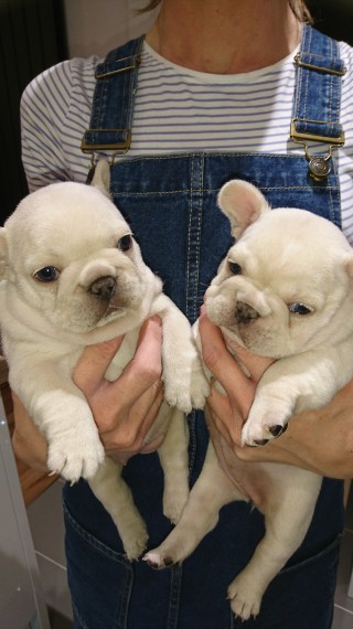 REGALO Cuccioli di Bulldog Francese