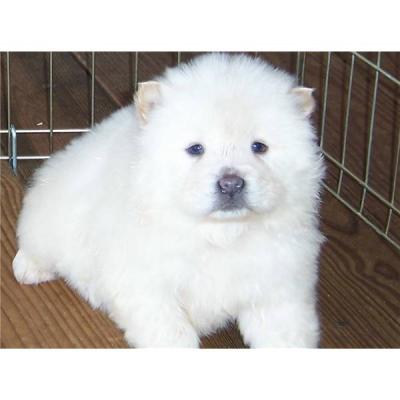Adorabili cuccioli di samoiedo femminucce e maschietti disponibili per l'adozione gratuita i cucciol