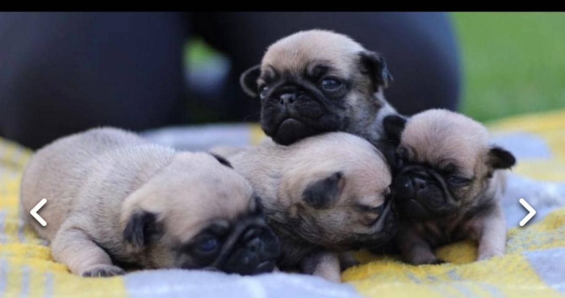 REGALO Cuccioli carlino