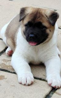  cuccioli di akita-inu per adozione ( regalo  )