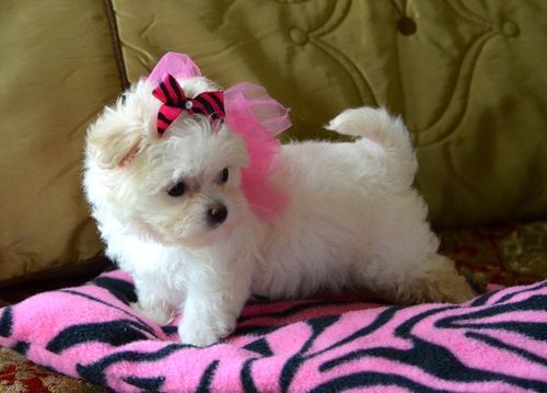  regalo cuccioli di Micro maltese disponibili per l'adozione