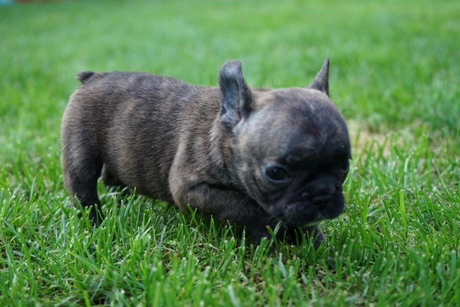   cuccioli di Bulldog Francese  ( Gratis )