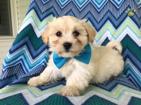 Regalo Cuccioli di Havanaise in pronta consegna i cuccioli verranno Dato dopo 90 giorni dalla nascit