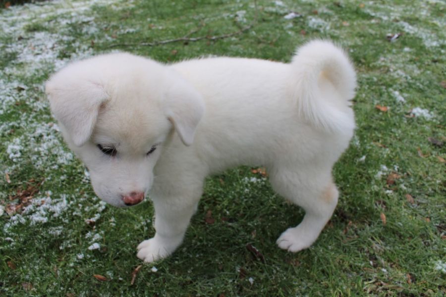 Cuccioli di akita-inu  ( per regalo )