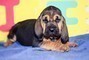 Disponibili splendidi cuccioli di bloodhound  Disponibili splendidi cuccioli di bloodhound