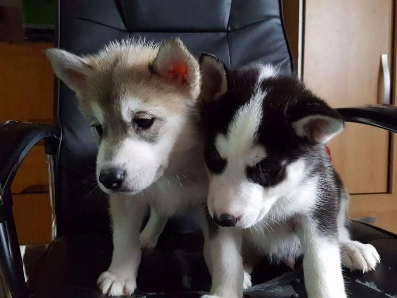 Regalo cuccioli di Siberian Husky
