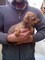 Pinscher nano ultimo cuccioli disponibile   Pinscher nano ultimo cuccioli disponibile