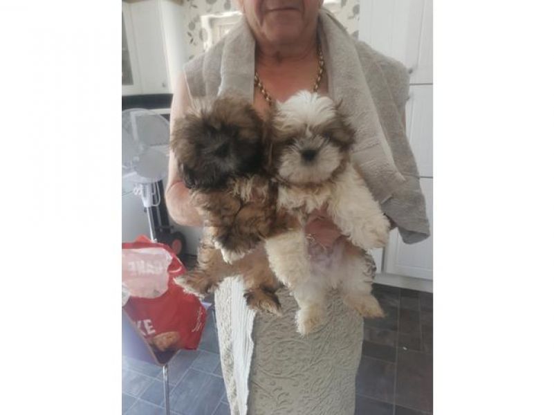Fantastici piccoli cuccioli di shih disponibili per natale.