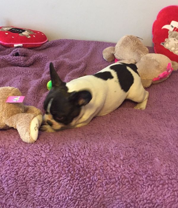 REGALO Bulldog francese blu bianco femmina e maschio 
