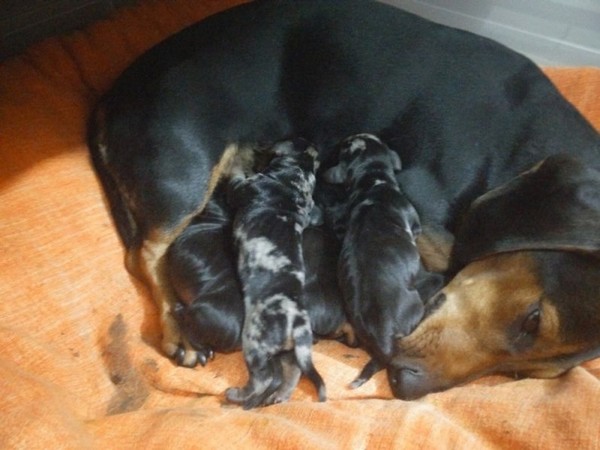 Bassotto Tedesco con Pedigree ENCI - Bassotti