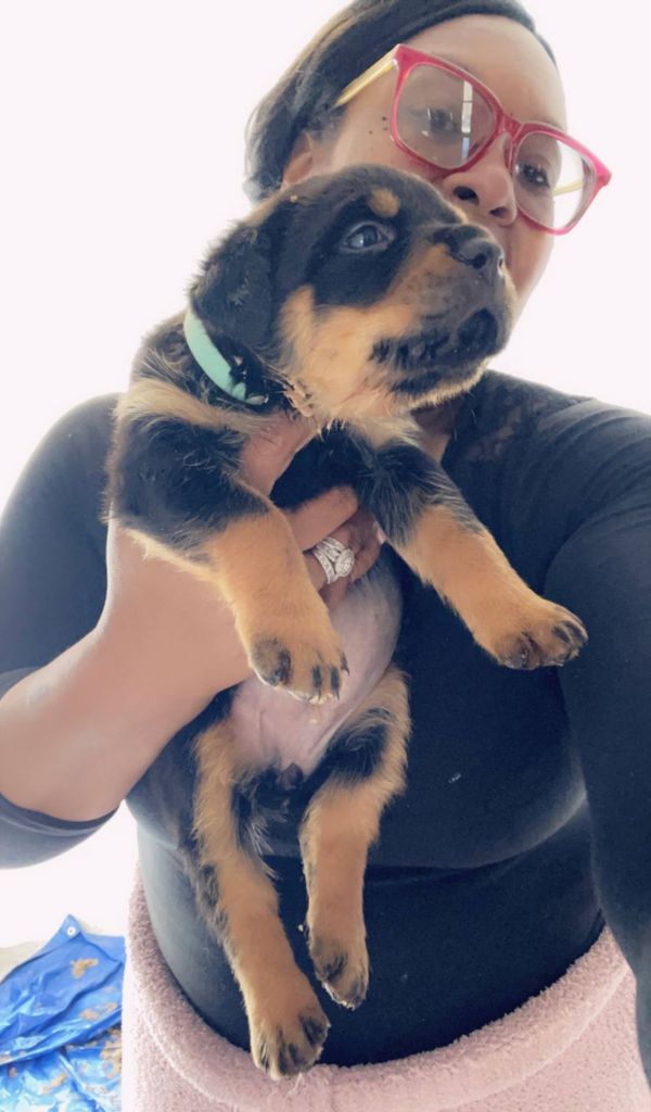  Regalo Cuccioli di Rottweiler 